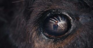 Animale